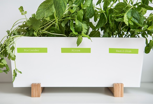 Schriftbader auf Blumenkasten mit Kreuter